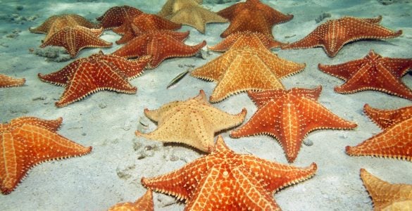 starfish