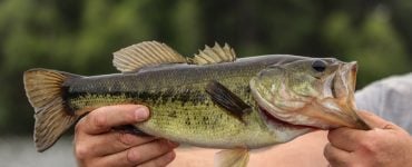 A freshwater largemouth bass