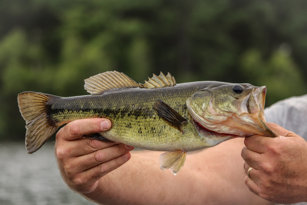 Real Largemouth Bass Fish Real Largemouth Bass Fish