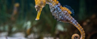 Can You Eat Seahorse?