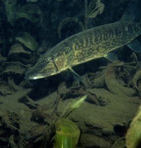 Chain Pickerel underwater