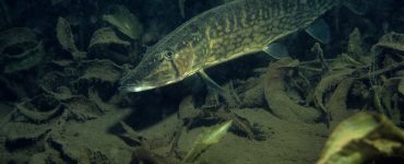 Chain Pickerel underwater