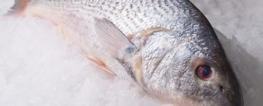 Croaker fish on ice
