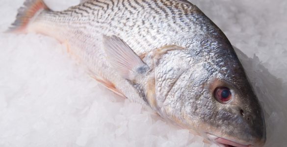 Croaker fish on ice