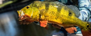 Florida's Peacock Bass Fish