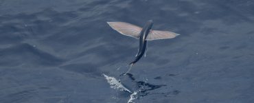 Flying fish