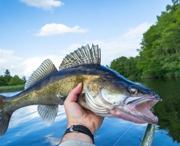 Sauger VS Walleye What You Need To Know