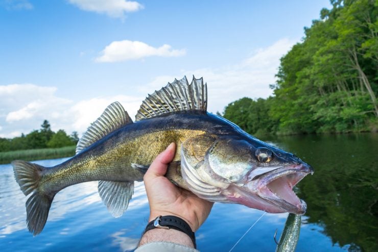Sauger VS Walleye What You Need To Know