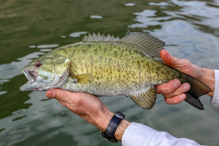 Smallmouth Vs Largemouth Bass