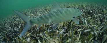 a bonefish is swimming in the grass flats