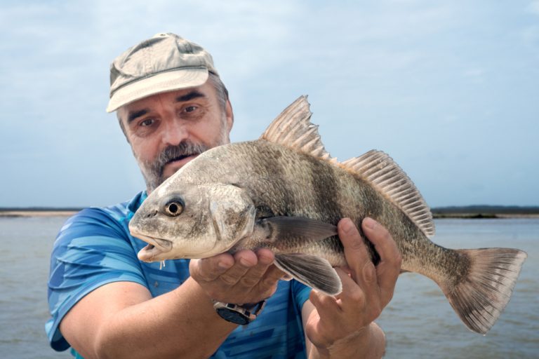 Beautiful Can You Eat Black Drum Photo in HD Beautiful Can You Eat Black Drum Photo in HD