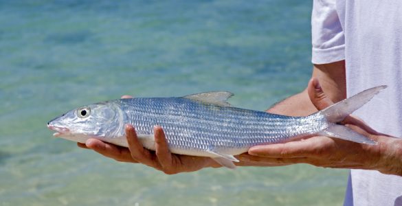 man holding fresh bonefish caught in cuba close up