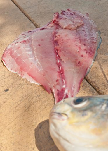Can You Eat Permit Fish? - Fishmasters.com