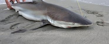 fishmerman with a sand shark on the beach