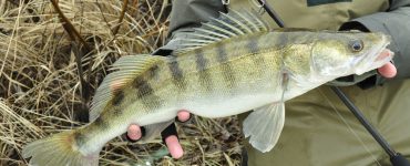 lake erie walleye fish species