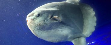 ocean sunfish mola mola