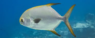 Can You Eat Permit Fish? 