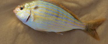 a pinfish for fishing bait