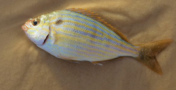 a pinfish for fishing bait