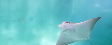 stingray swimming