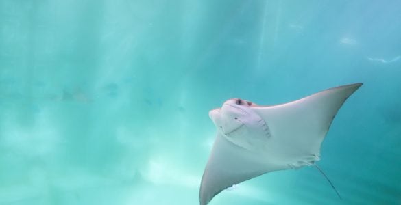 stingray swimming
