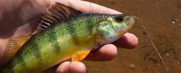 yellow perch caught while fishing
