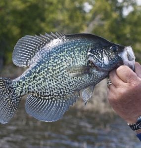 Black Crappie Fishing