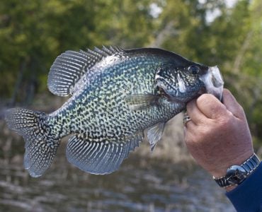 Black Crappie Fishing