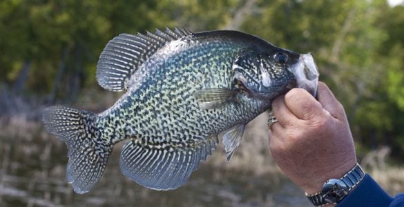 Black Crappie Fishing
