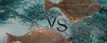 Halibut VS Flounder: All You Need To Know 
