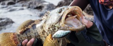 Types Of Grouper In Florida A Short Guide