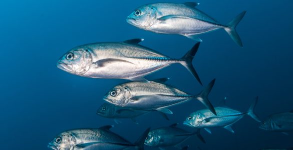 Jack Fish
