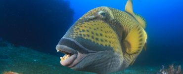 Titan Triggerfish