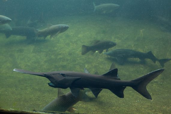 Can You Eat Paddlefish? - Fishmasters.com
