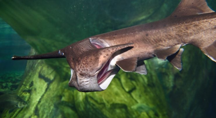 Can You Eat Paddlefish? - Fishmasters.com