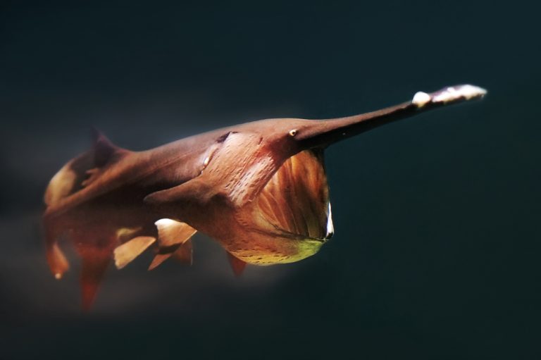 Can You Eat Paddlefish? - Fishmasters.com