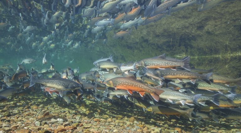 Arctic Char Vs Salmon A Complete Guide 