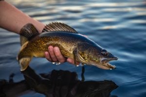 Types of Perch Found in North American Waters - Fishmasters.com