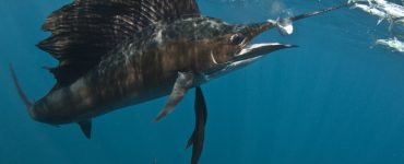 Sailfish on Bait Ball