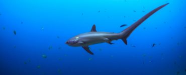 Thresher shark