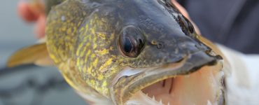 Walleye in the angler's hands