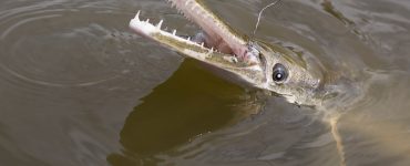 Alligator Gar bait