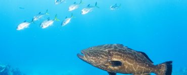 grouper fish chasing bait