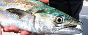 Mackerel Bait