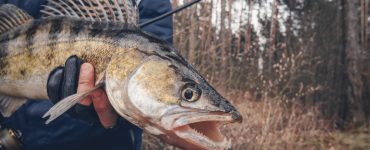 walleye caught with live bait