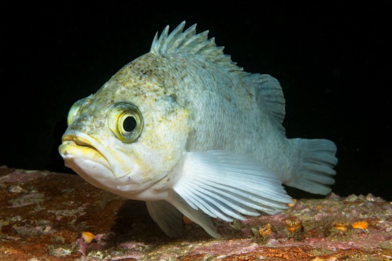 Can You Eat Rockfish and is it Safe?