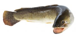 Can You Eat Bowfin Fish? - Fishmasters.com