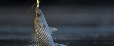 catching a white bass