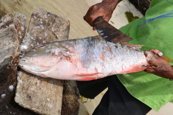 Can You Eat Fish Scales and How do They Taste? - Fishmasters.com