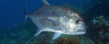 giant trevally swimming